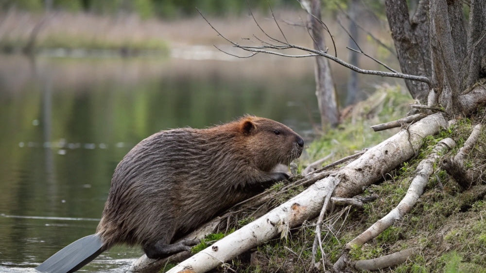 Why Beavers Matter
