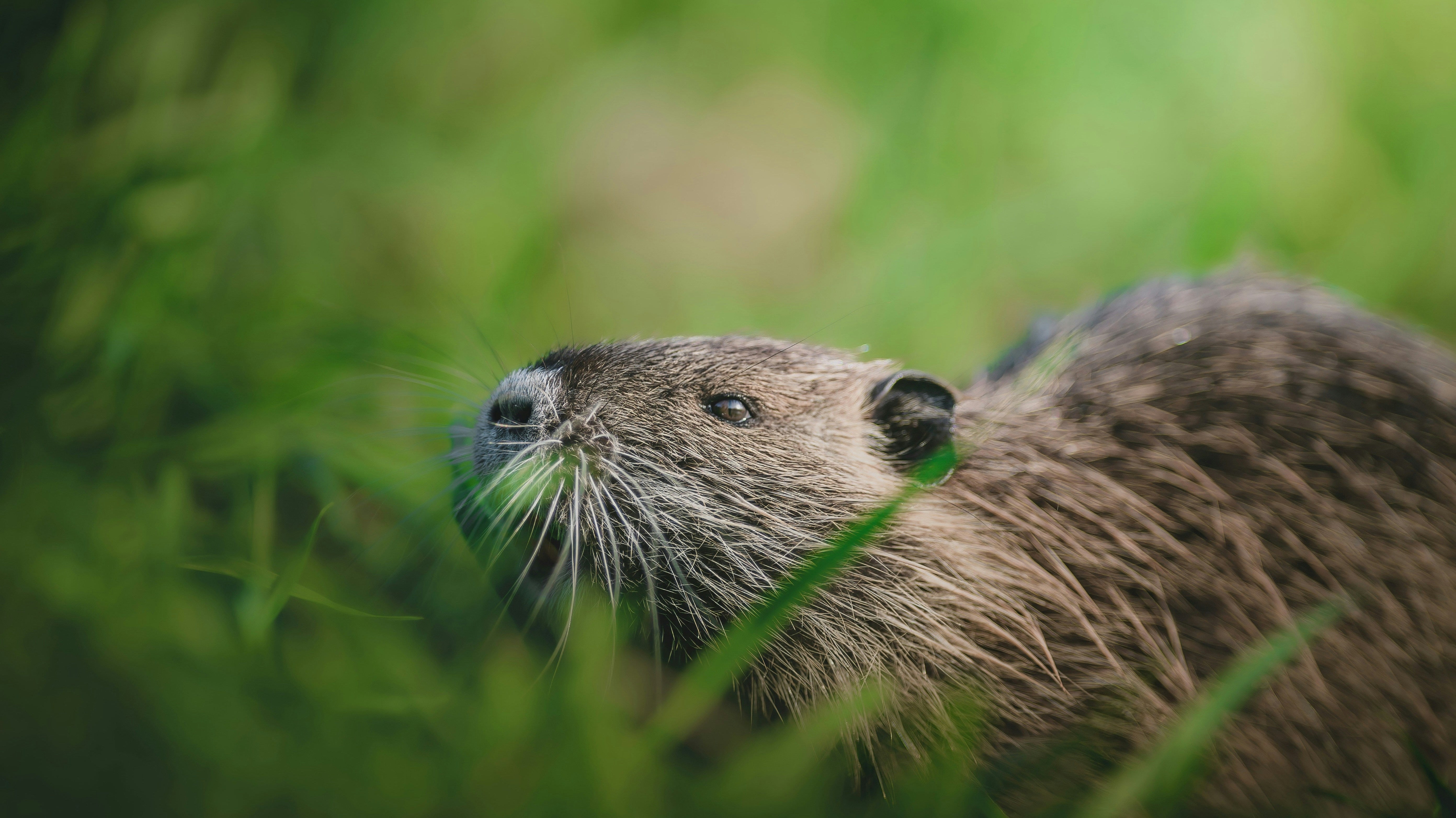 From Wetlands to Westerns: The Surprising Story of Nutria in Hats
