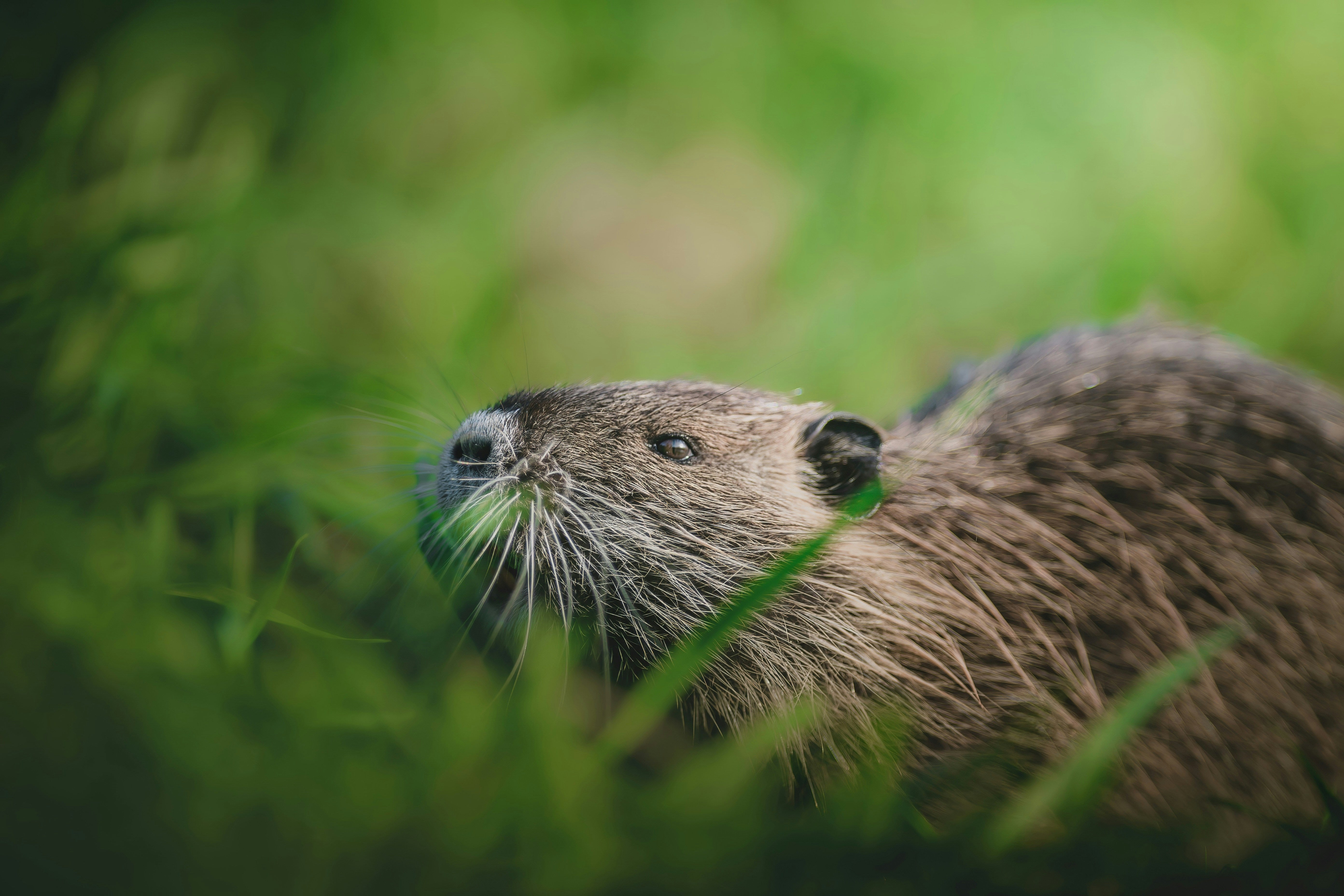 From Wetlands to Westerns: The Surprising Story of Nutria in Hats